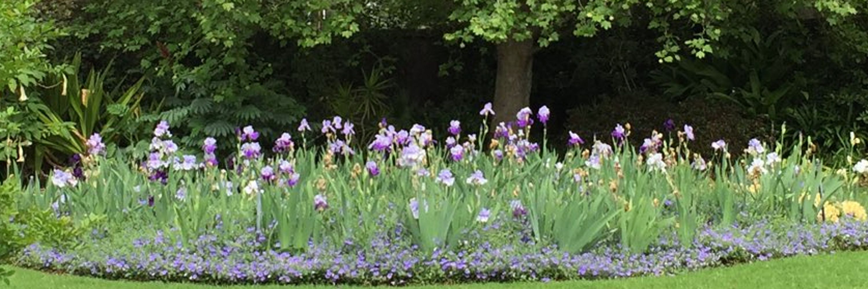 Iris