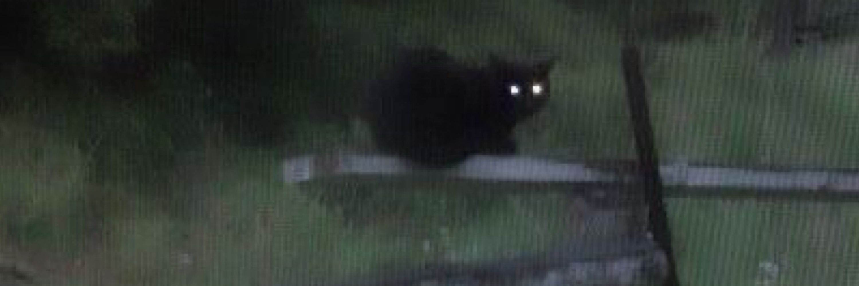 Miao