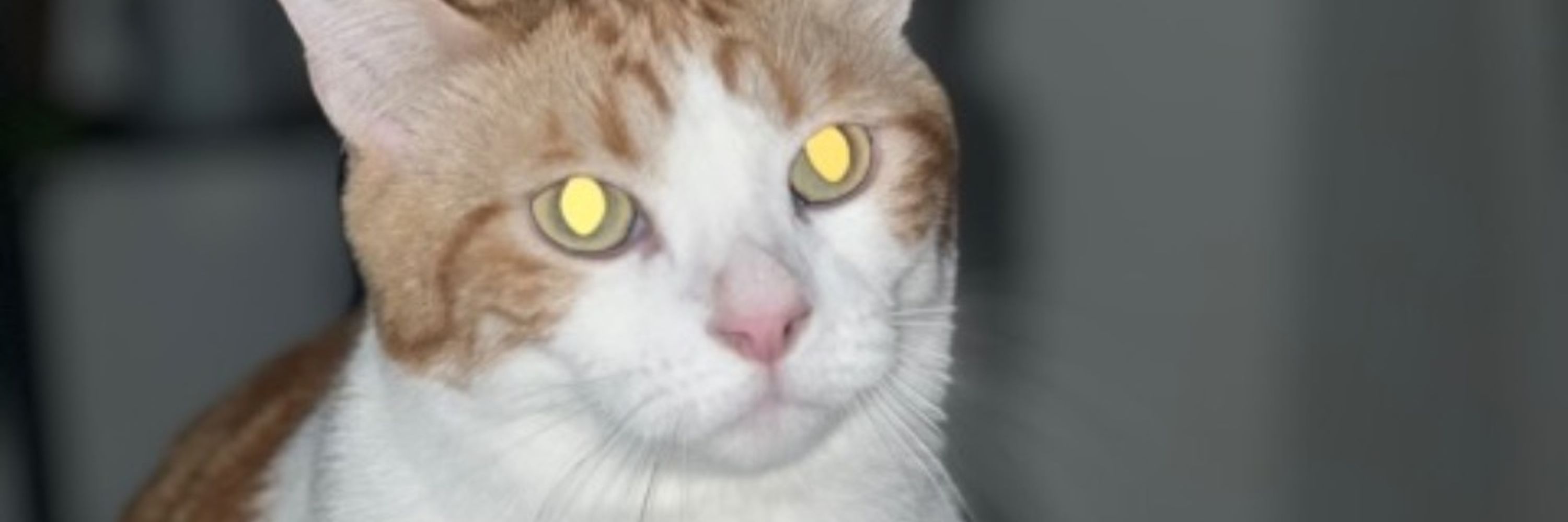 meowdotmp4