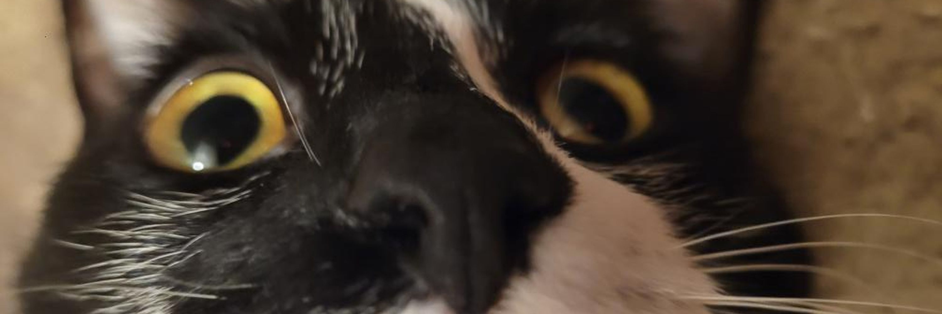 Moo