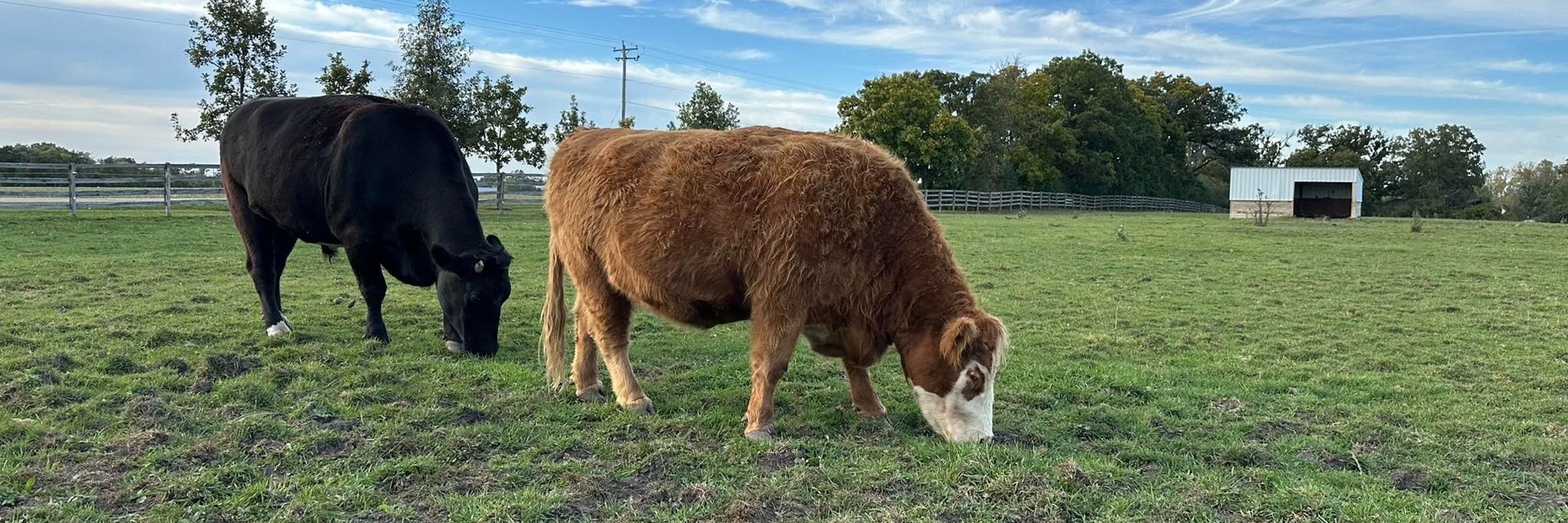 Tiny Hooves Sanctuary