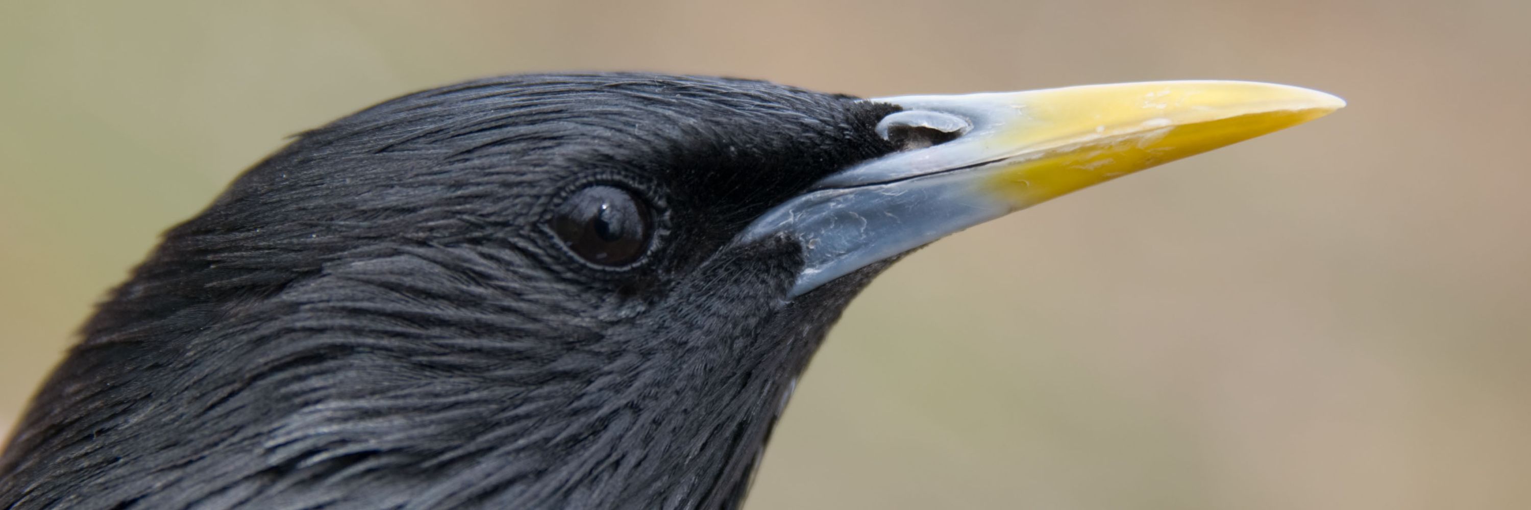 Behavioral Ecology and Endocrinology Lab