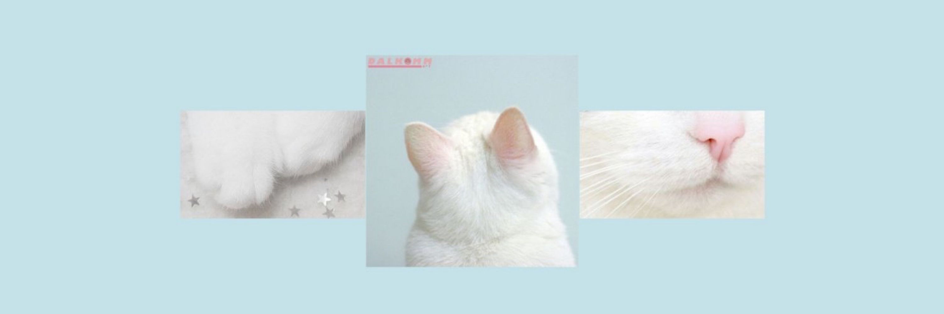 ·.· ✿･ﾟ✧ ever