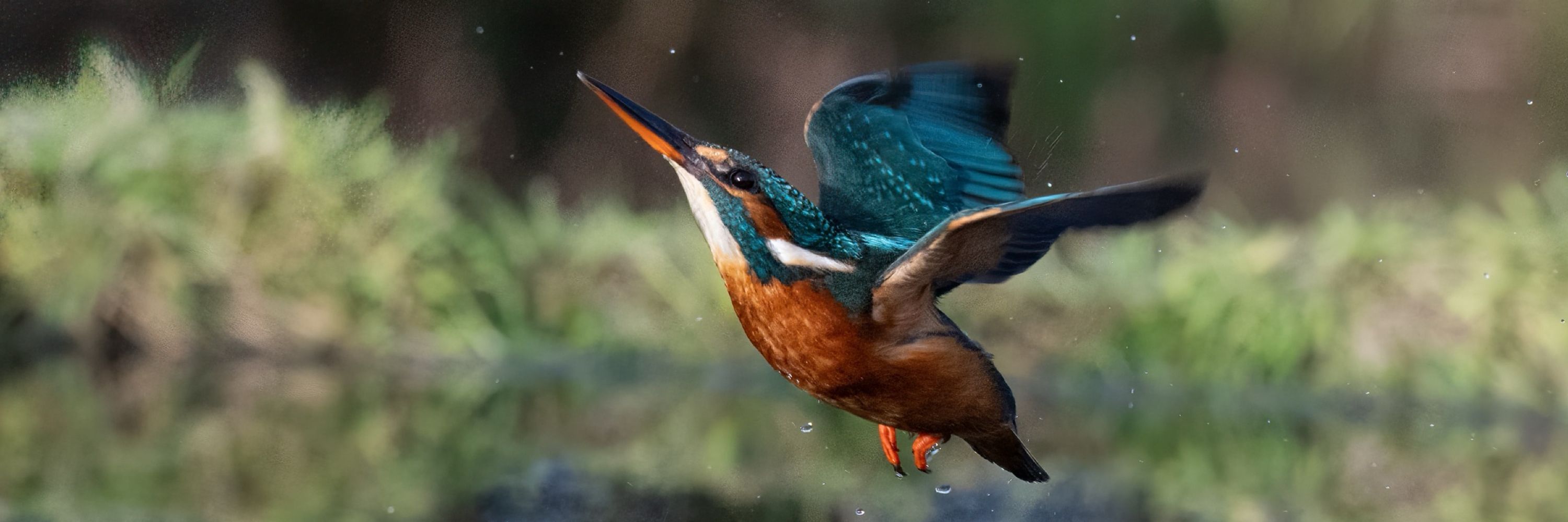 Andy Grady