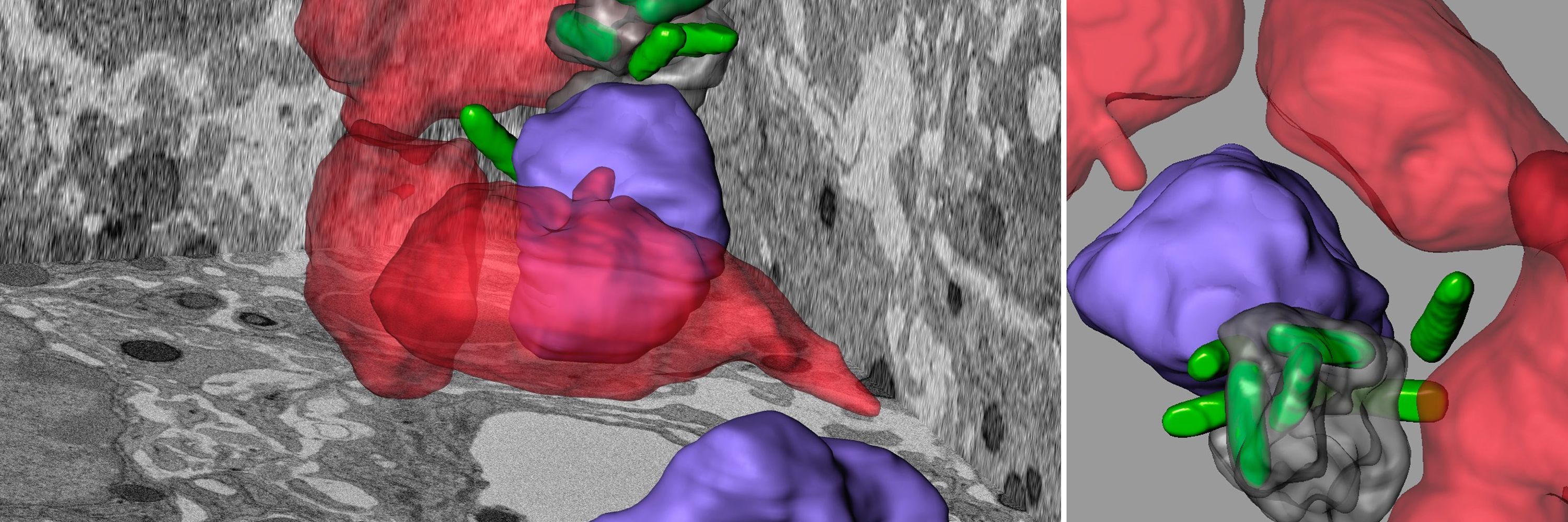 Enhanced FIB-SEM Technology