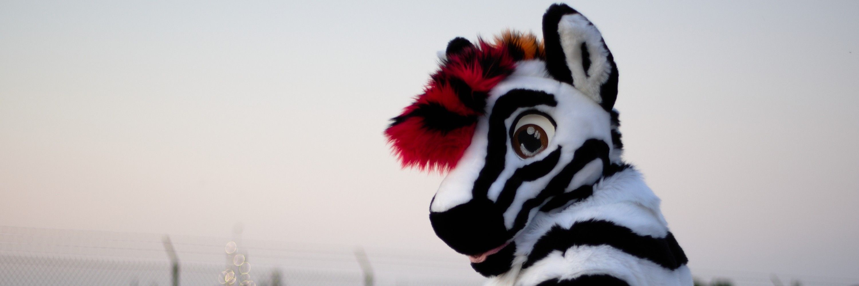 If you seek 🦓