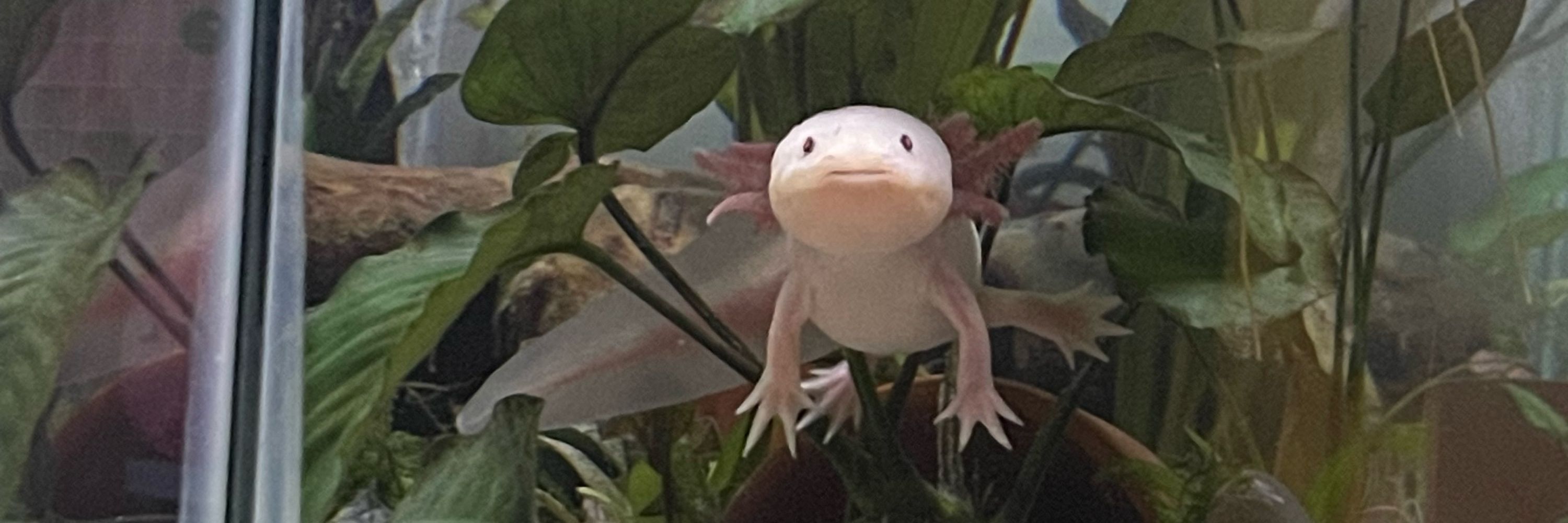 Junimo’s mom