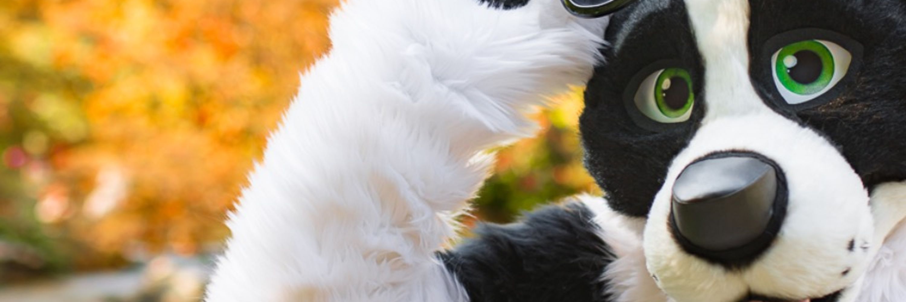 Dice Border Collie