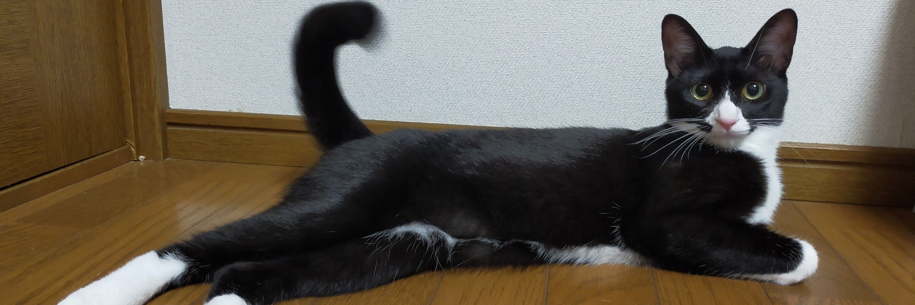 くまたら