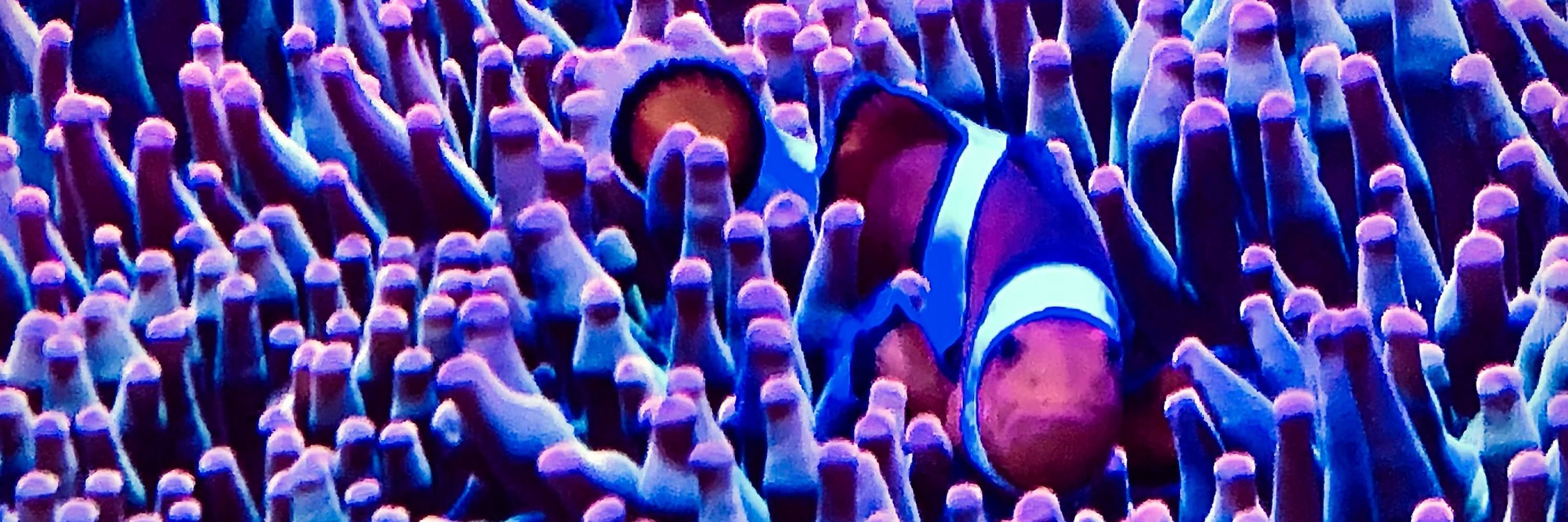 Xavi