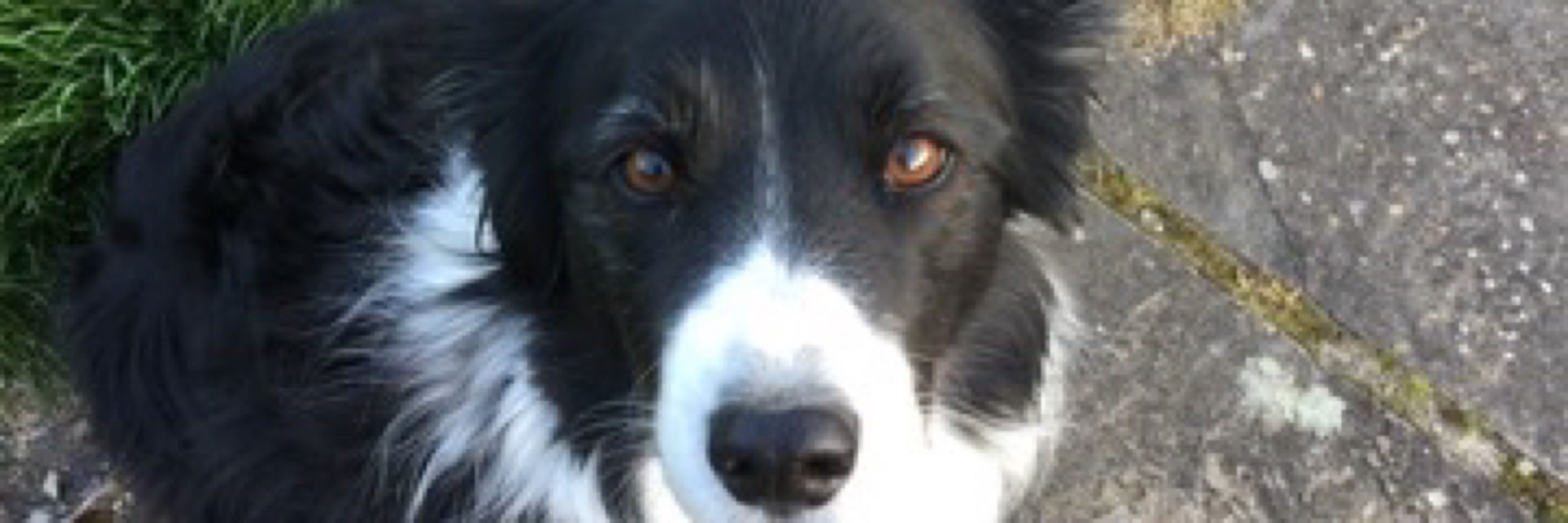 Fluffer