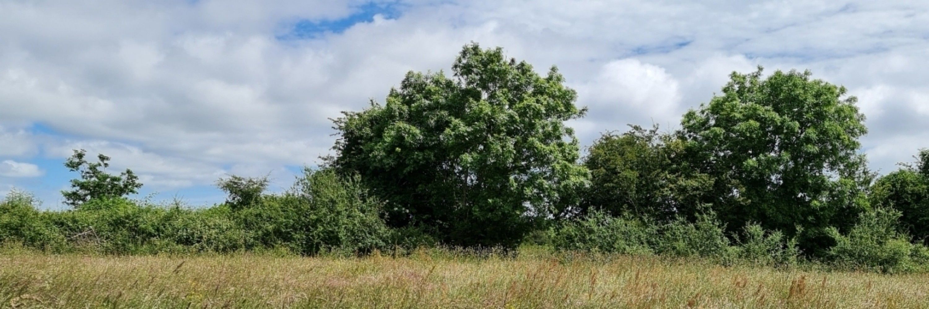 Ireland's Native Woodland Trust 