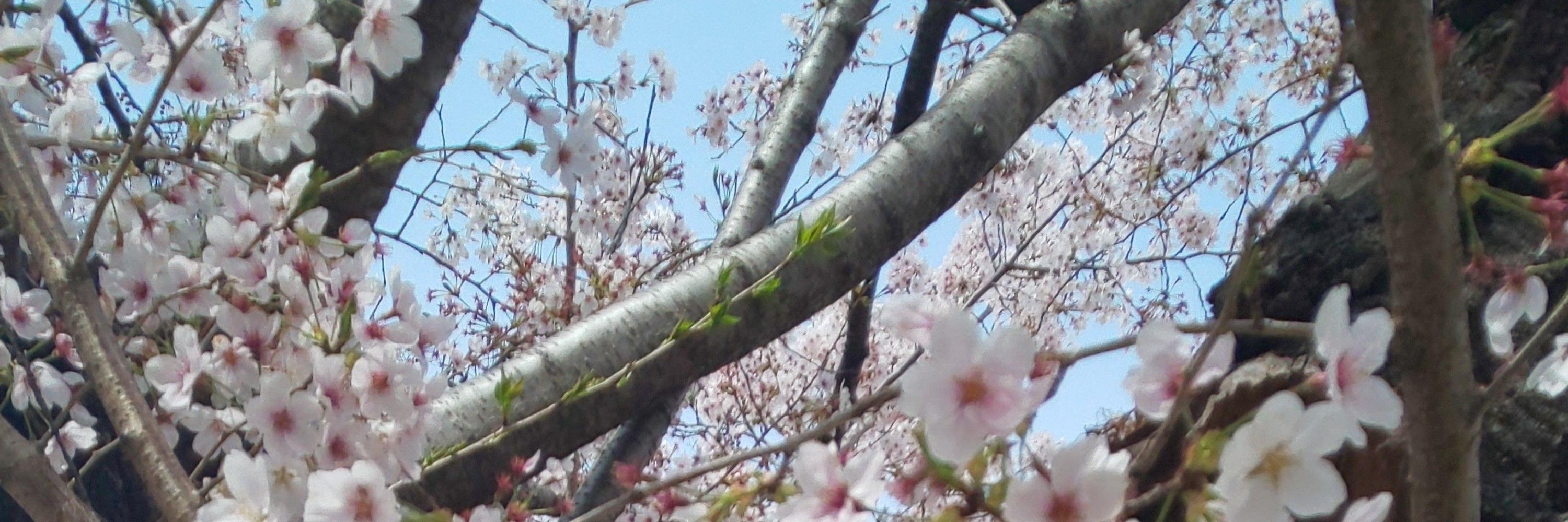 るかっち
