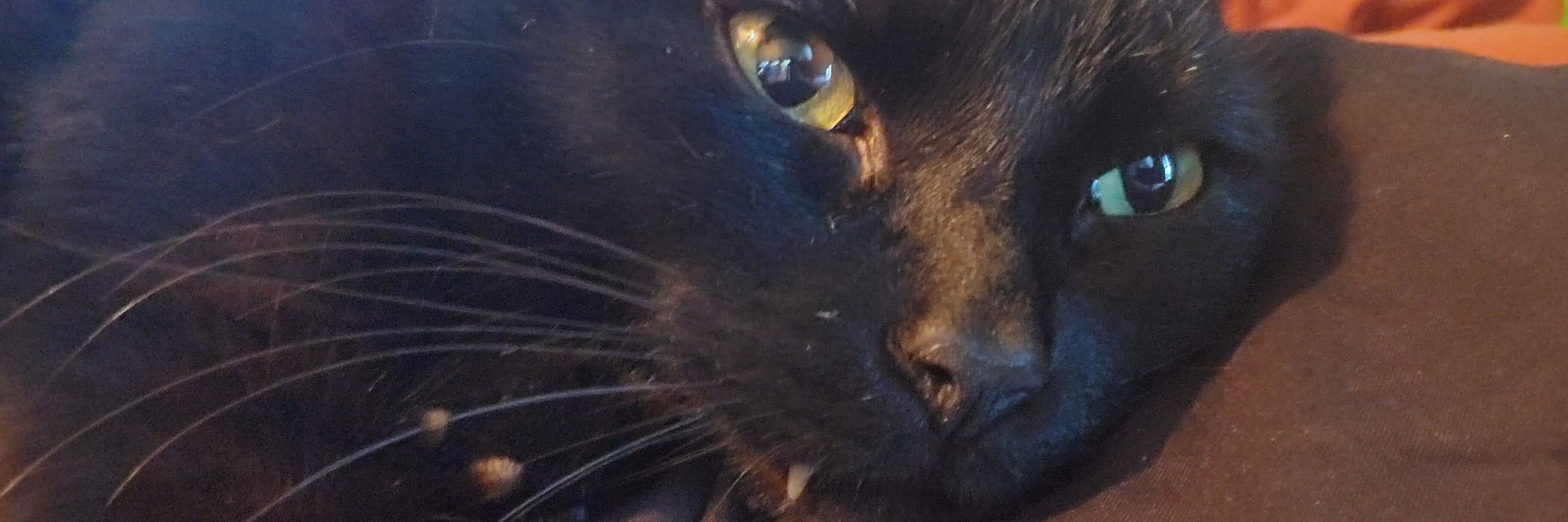 LunaKat
