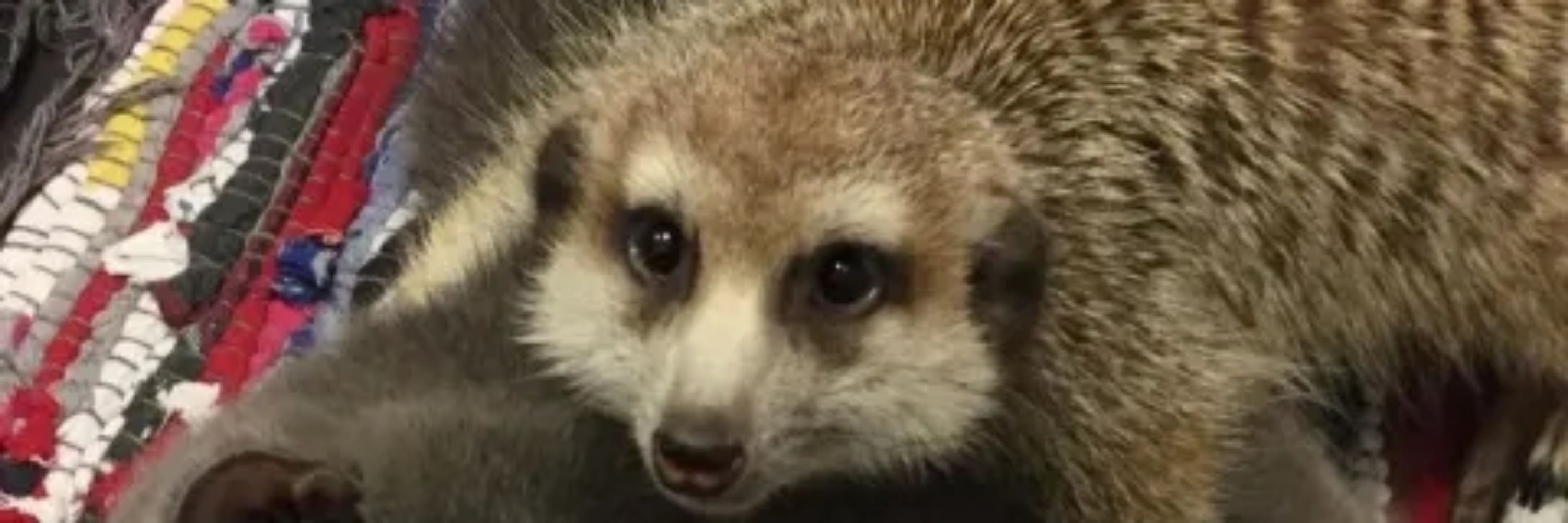 Em3 Meerkat 