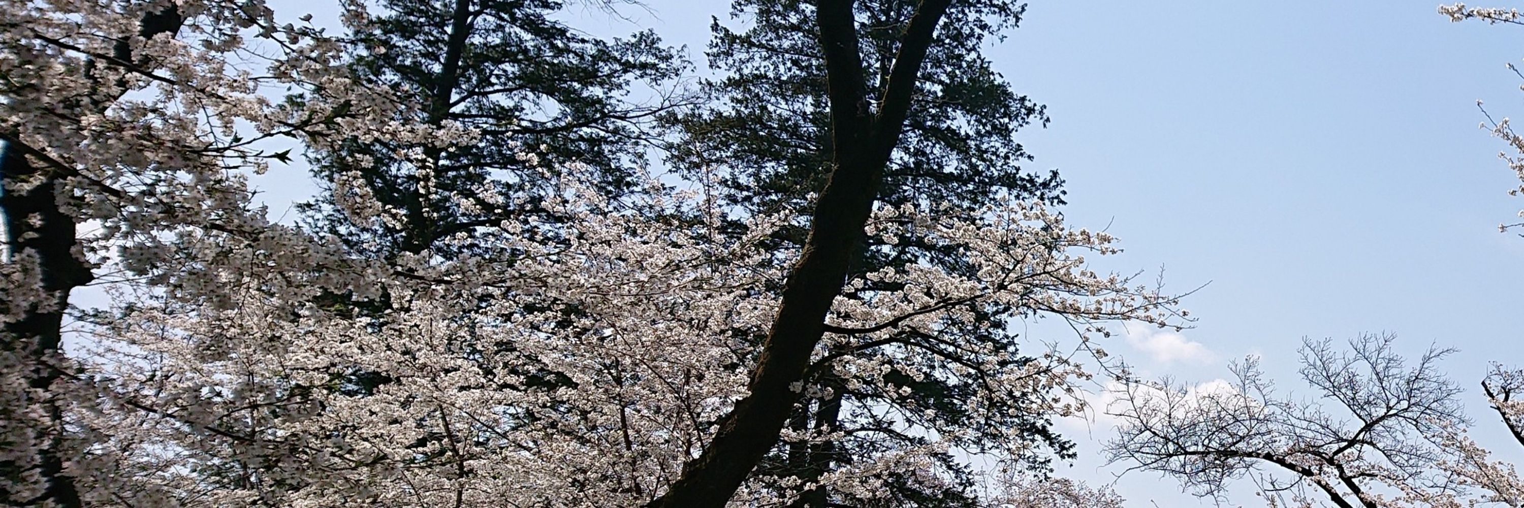 柏屋二階堂