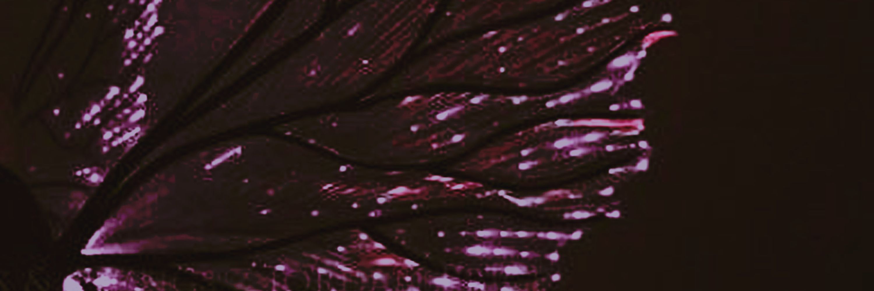 ;𝑆𝑖𝑒𝑏𝑒𝑛