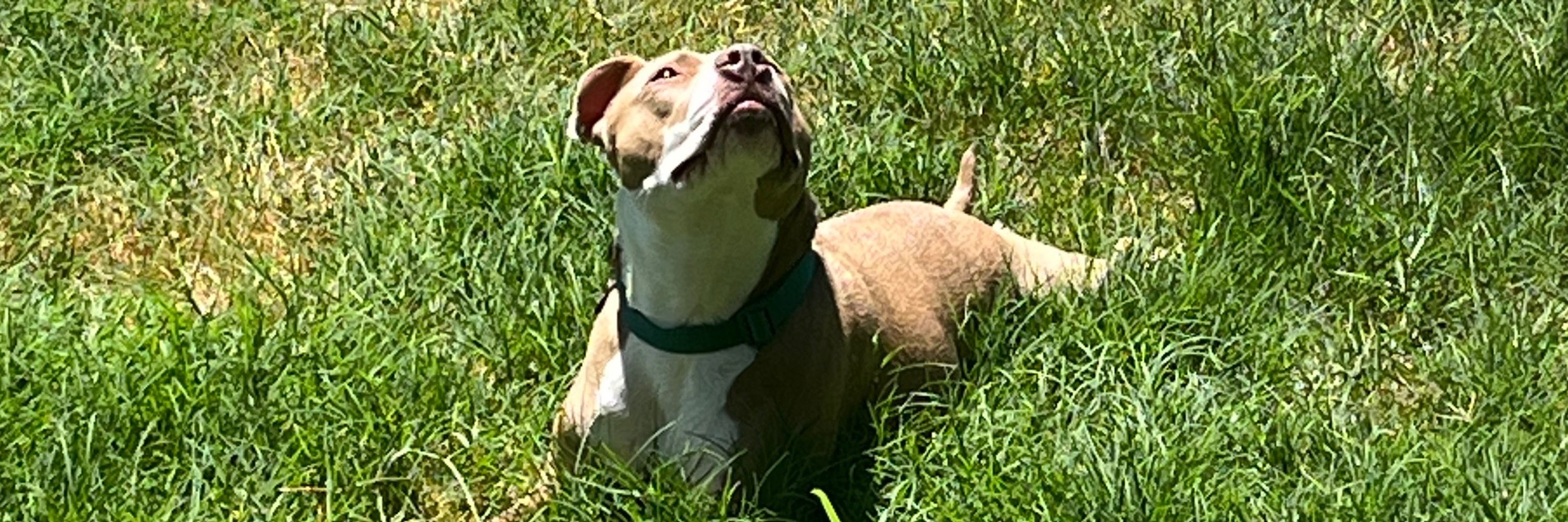 luca