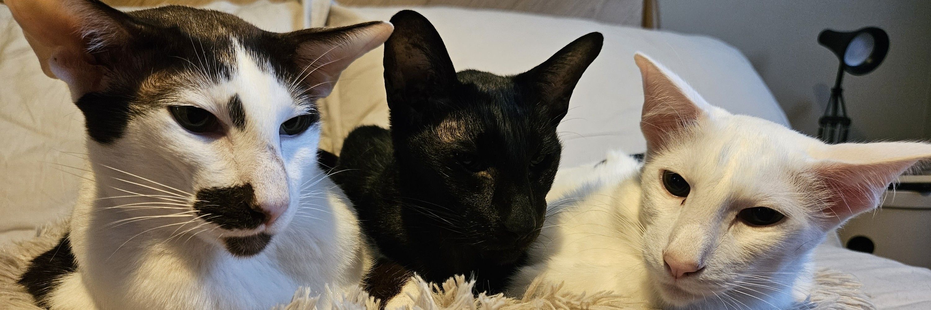 Catnip