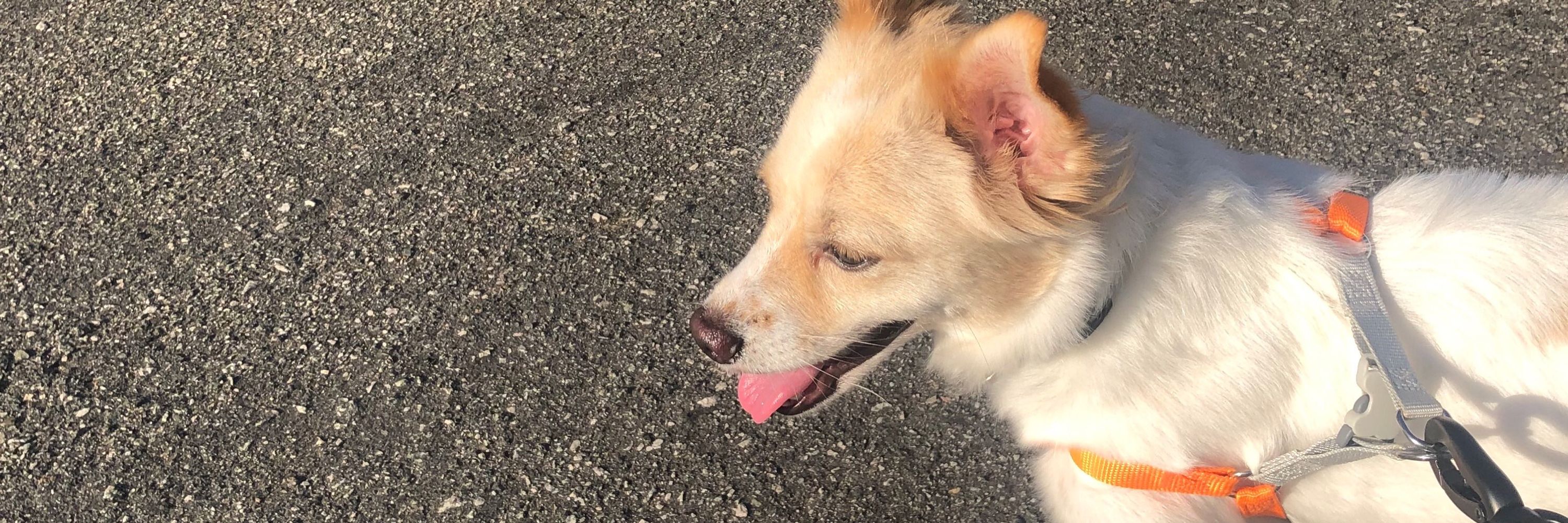 Dani