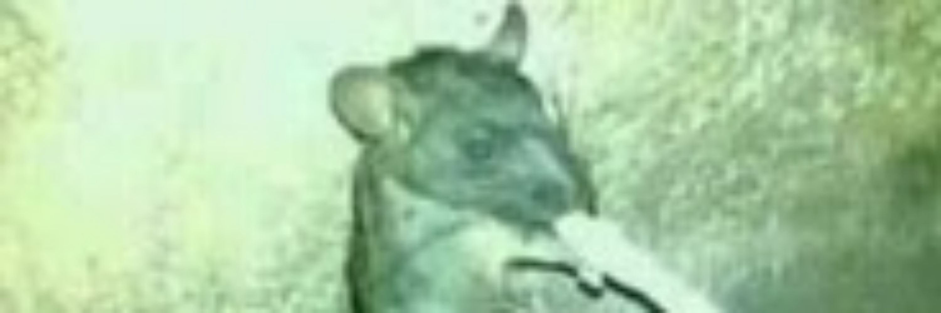 Stalindo