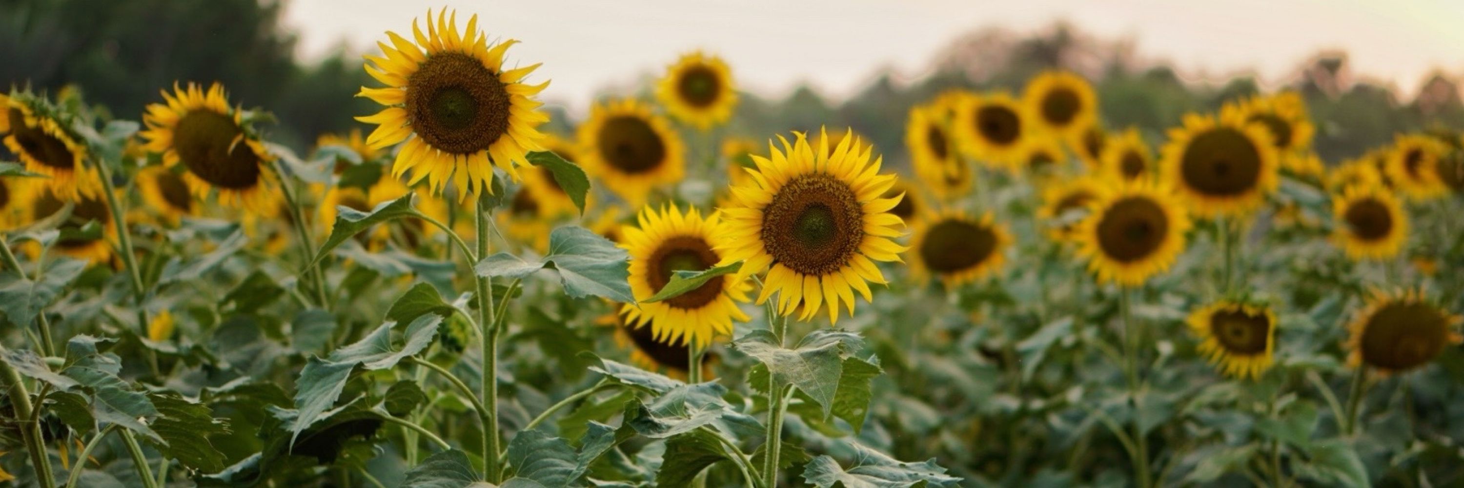 Girasol