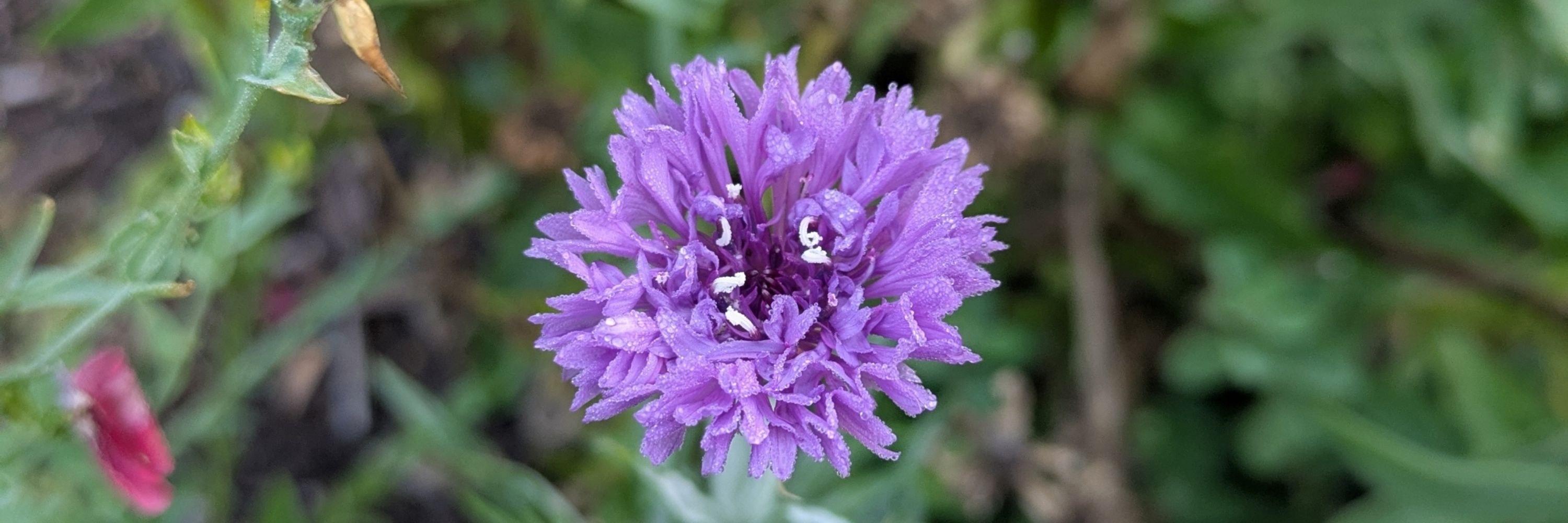 Purple Garden Witch