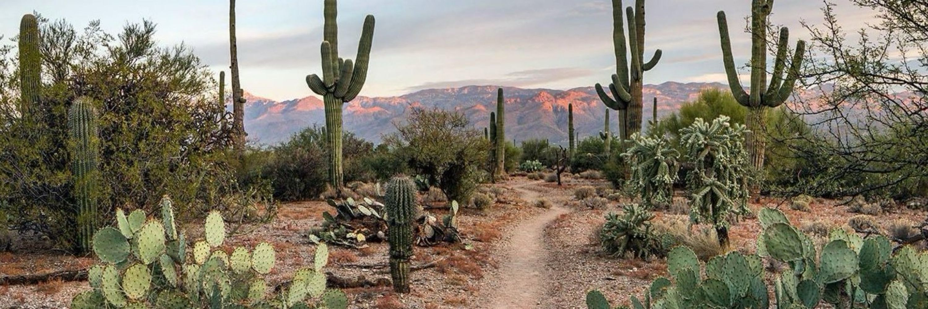 Alice in Arizona