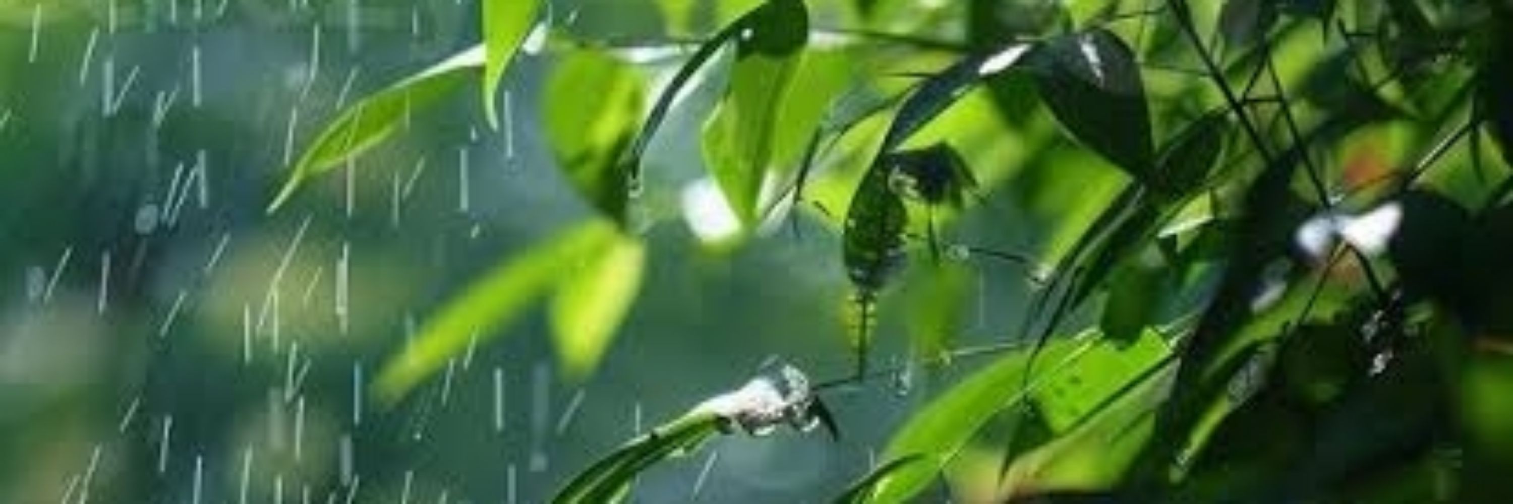 Shigure — 時雨
☔ (ปรากฎตัวแบบแรนด้อม)