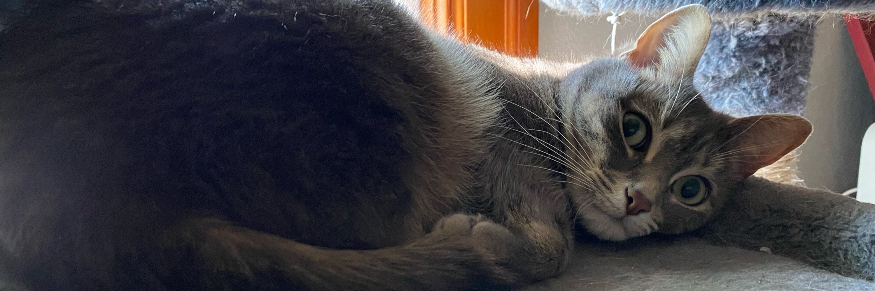 Intolerant Socialist 🇭🇺🪐🐈