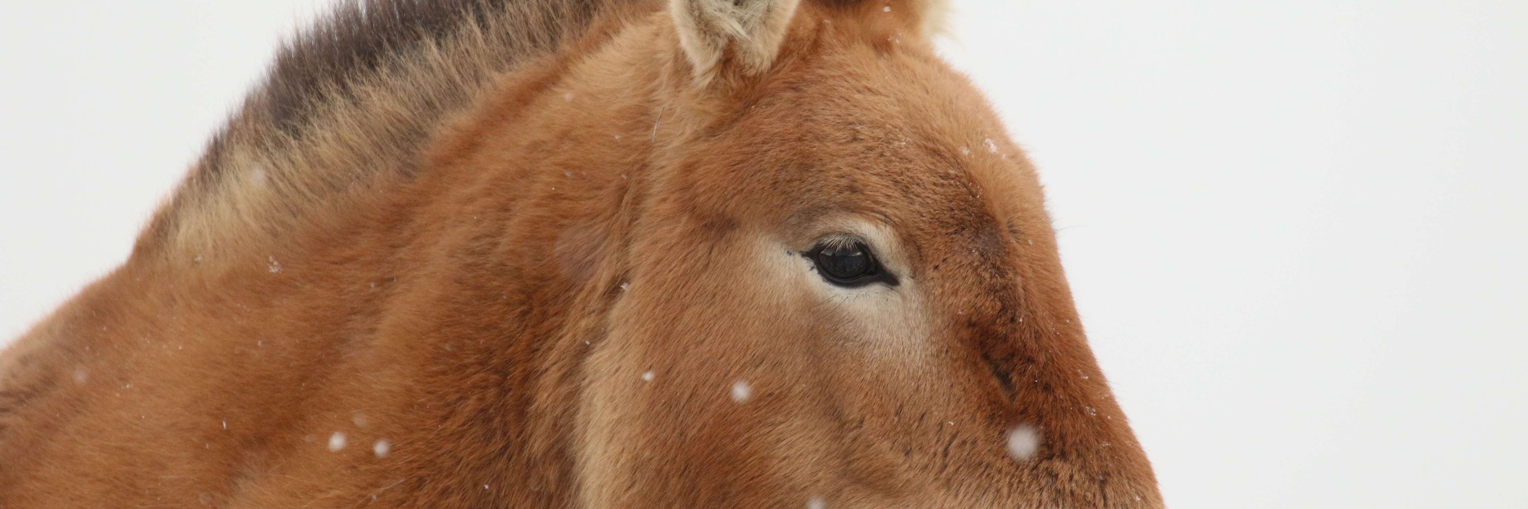 Association for the Conservation of Biodiversity of Kazakhstan
