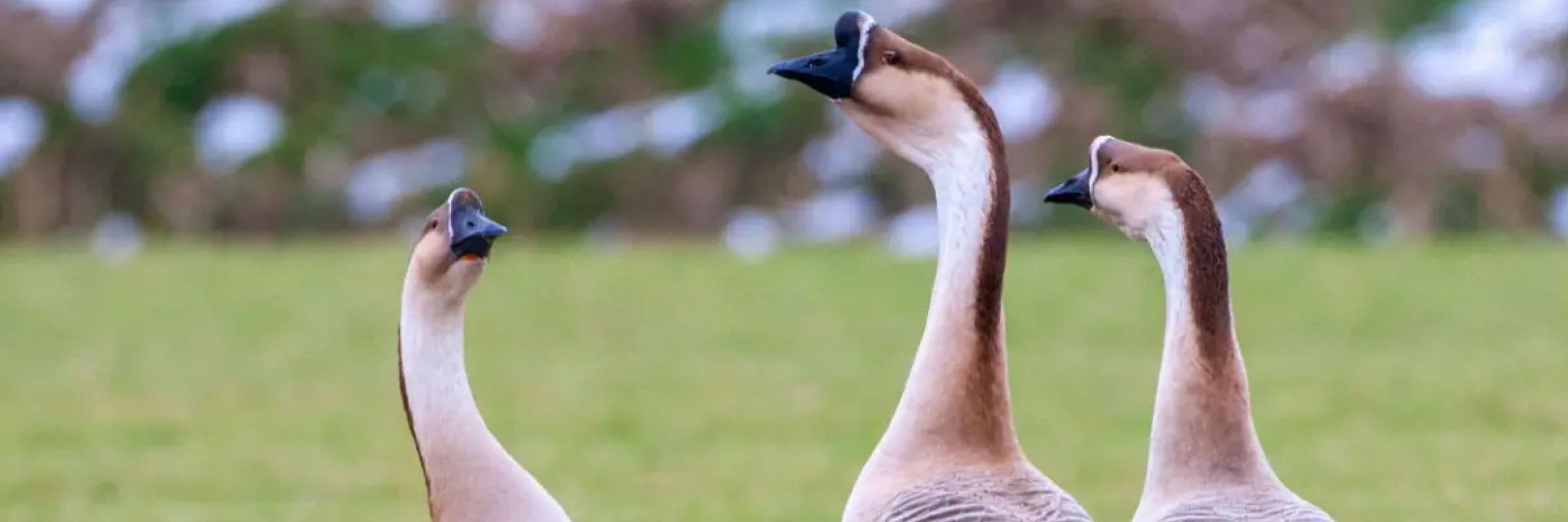 the gaggle