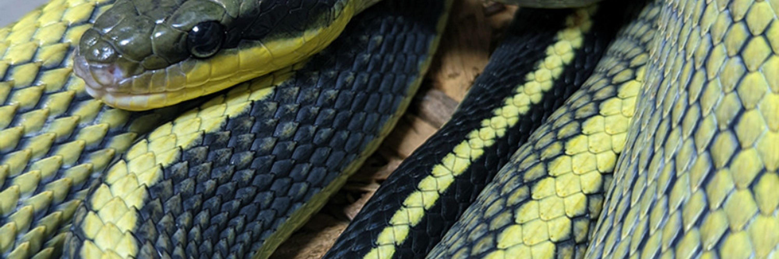 🐍くちなわあそび🐍