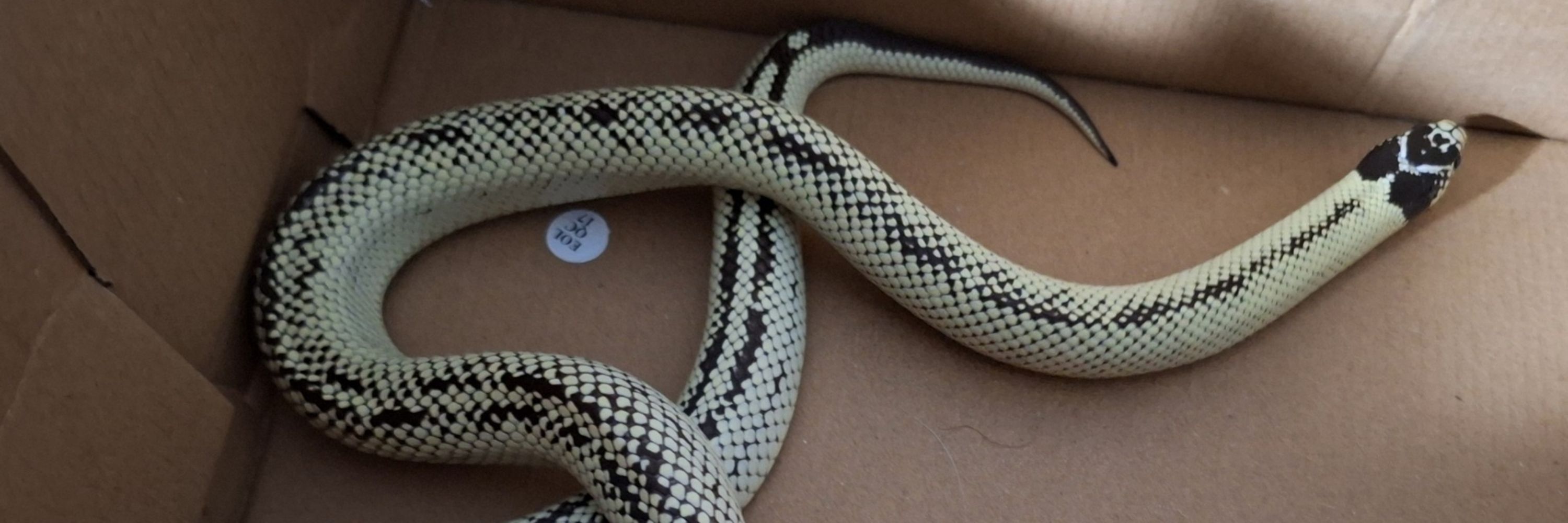 Hisser🐍🐍🐍