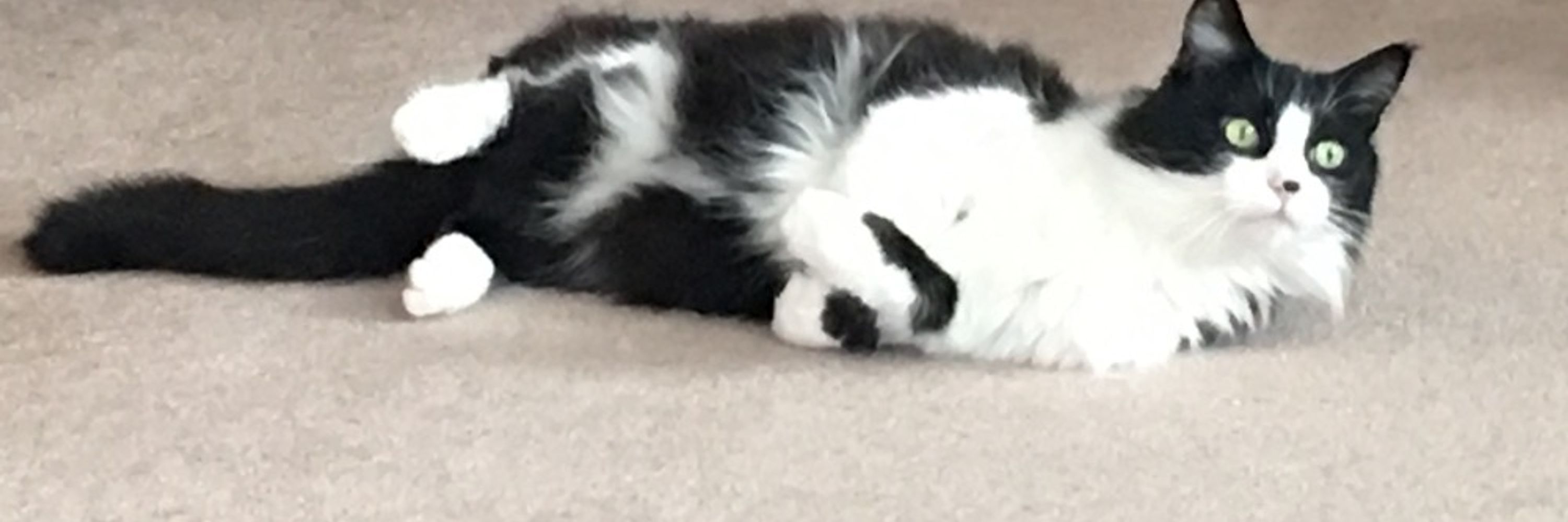 Swincat