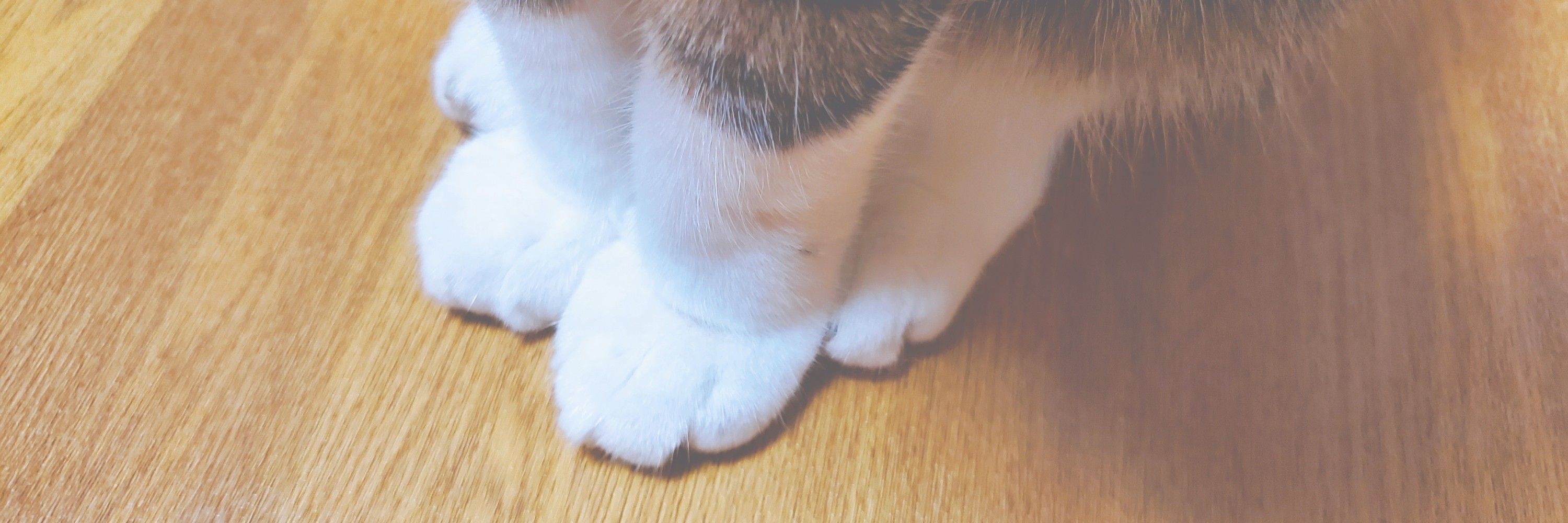 ねこ