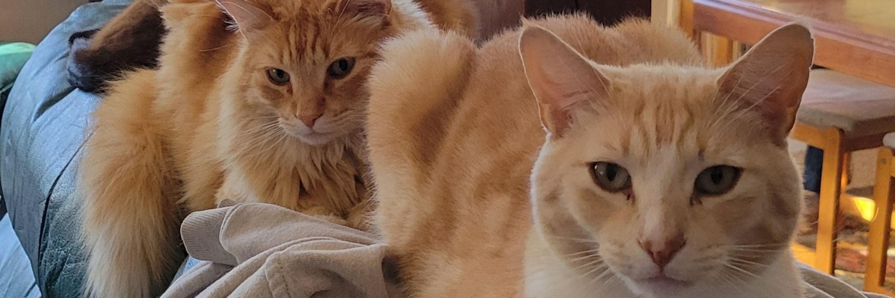 i Live for my pets