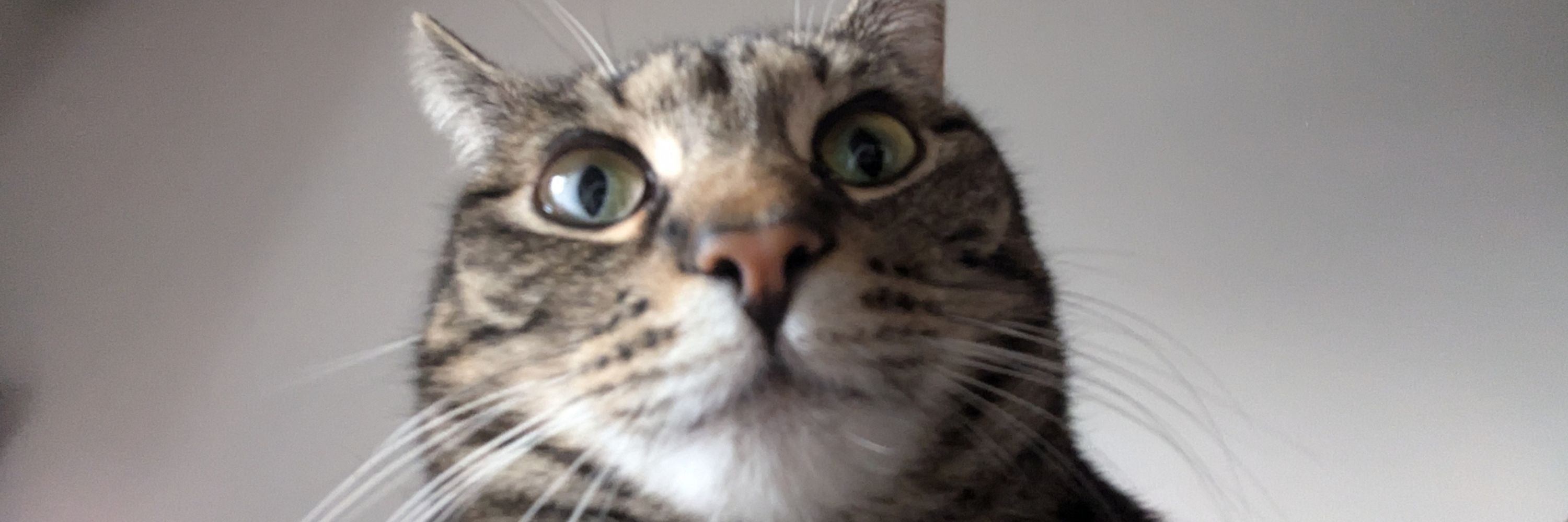Ferbie