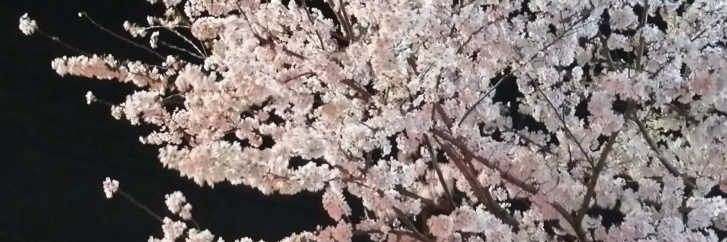 葉月