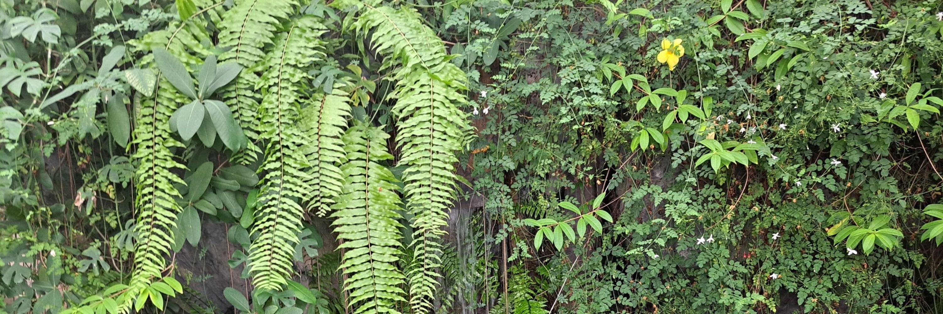 豆苗