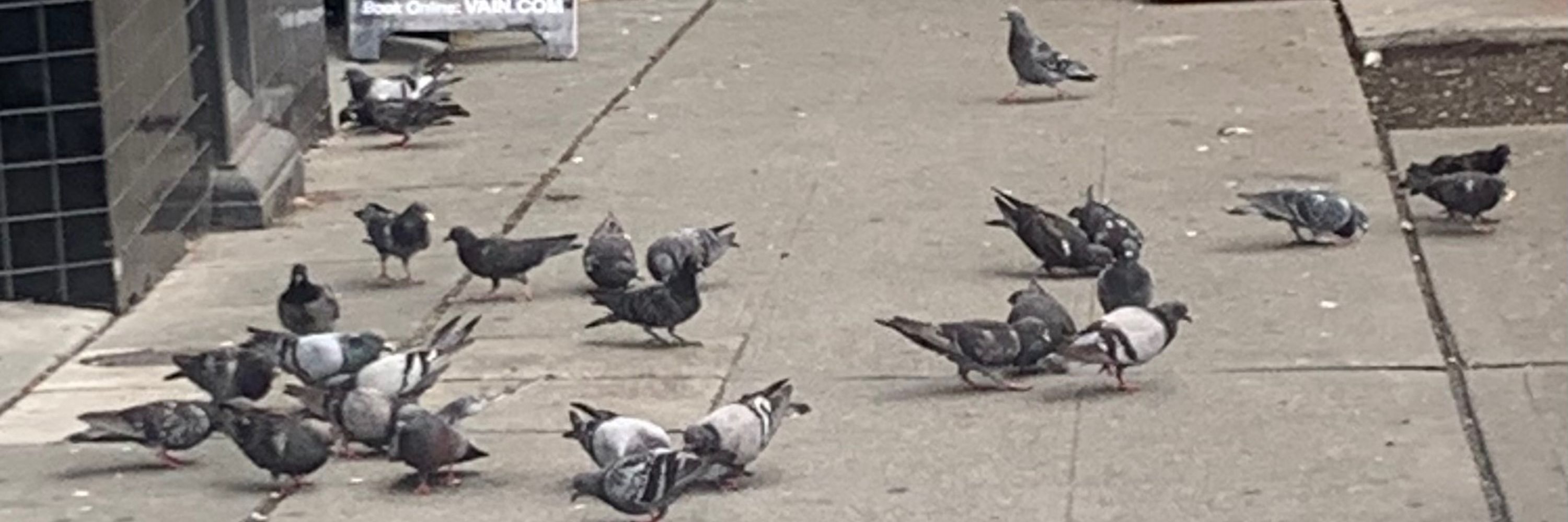 Pigeon 
