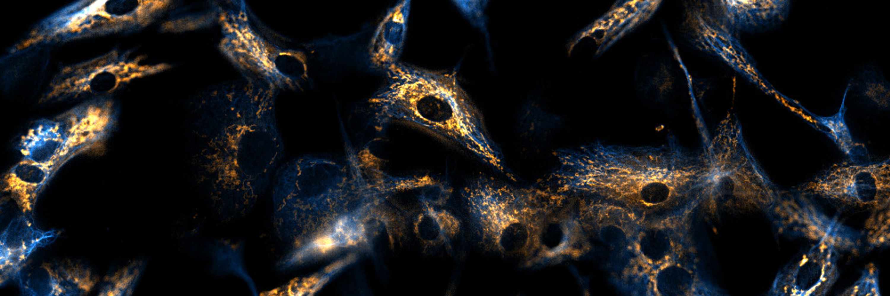 cellphylab