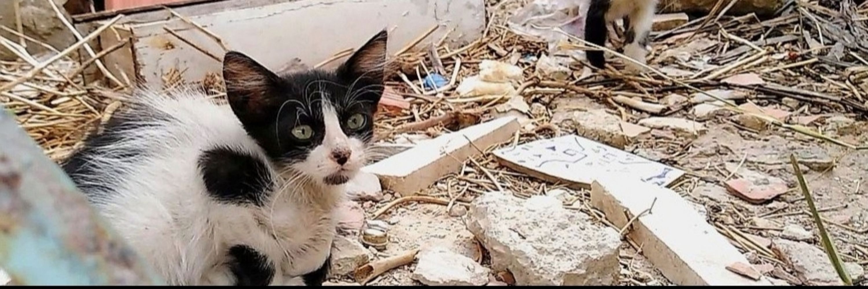 Cats With No Hope Rescue