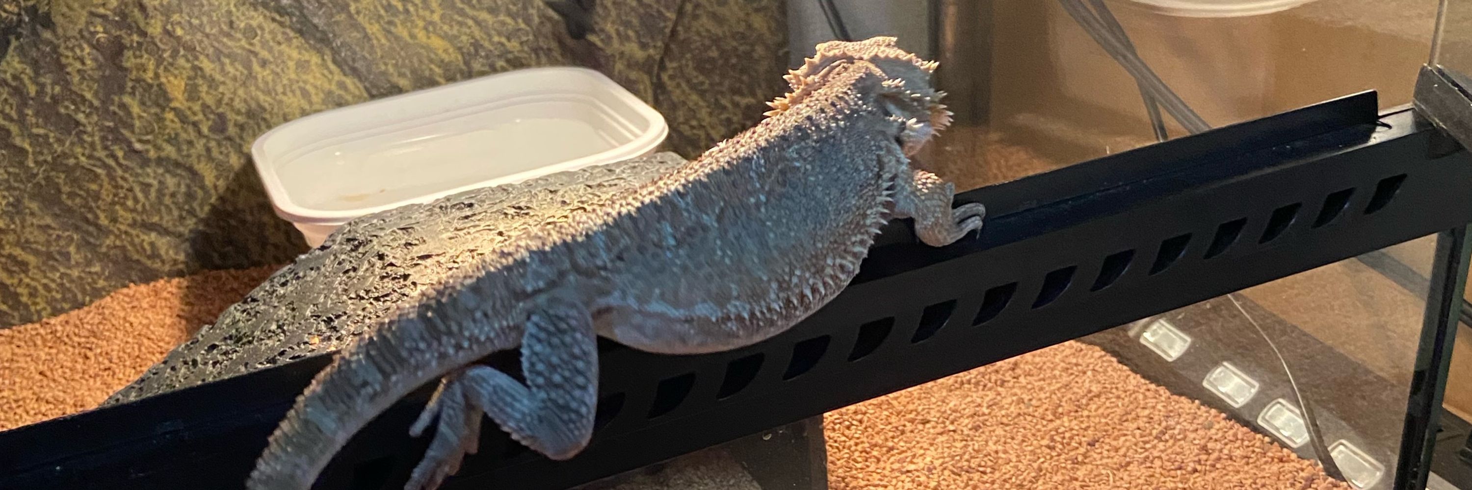 ひぃ🦎🐁