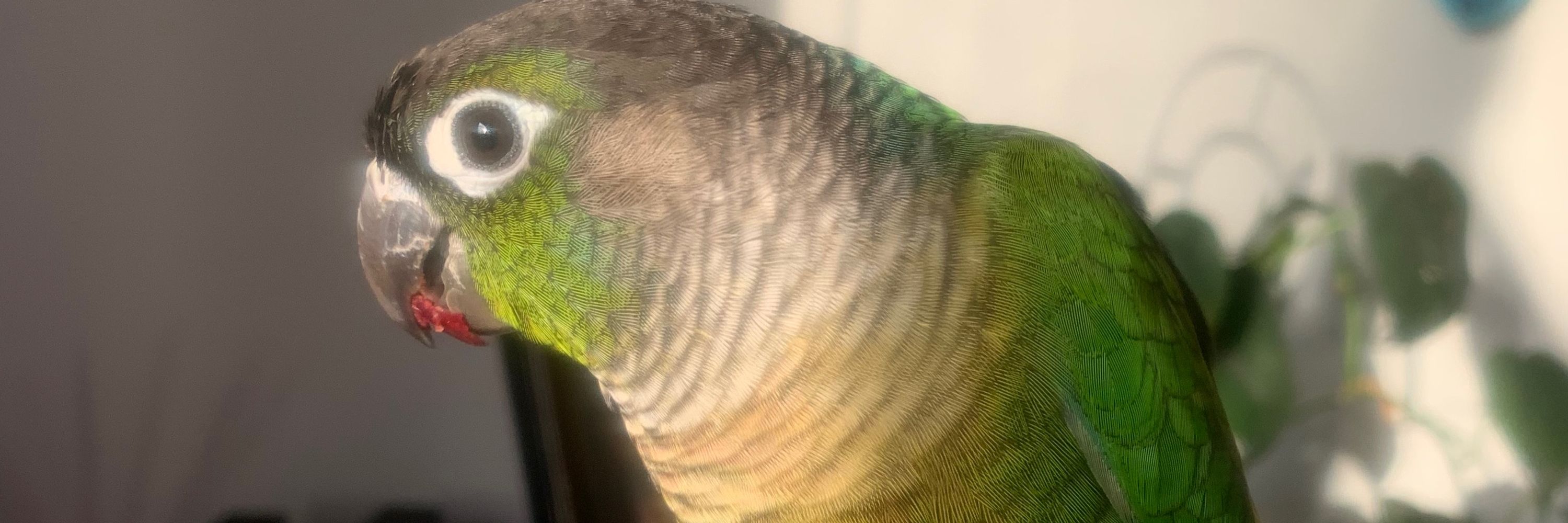 Scorpion the Bird