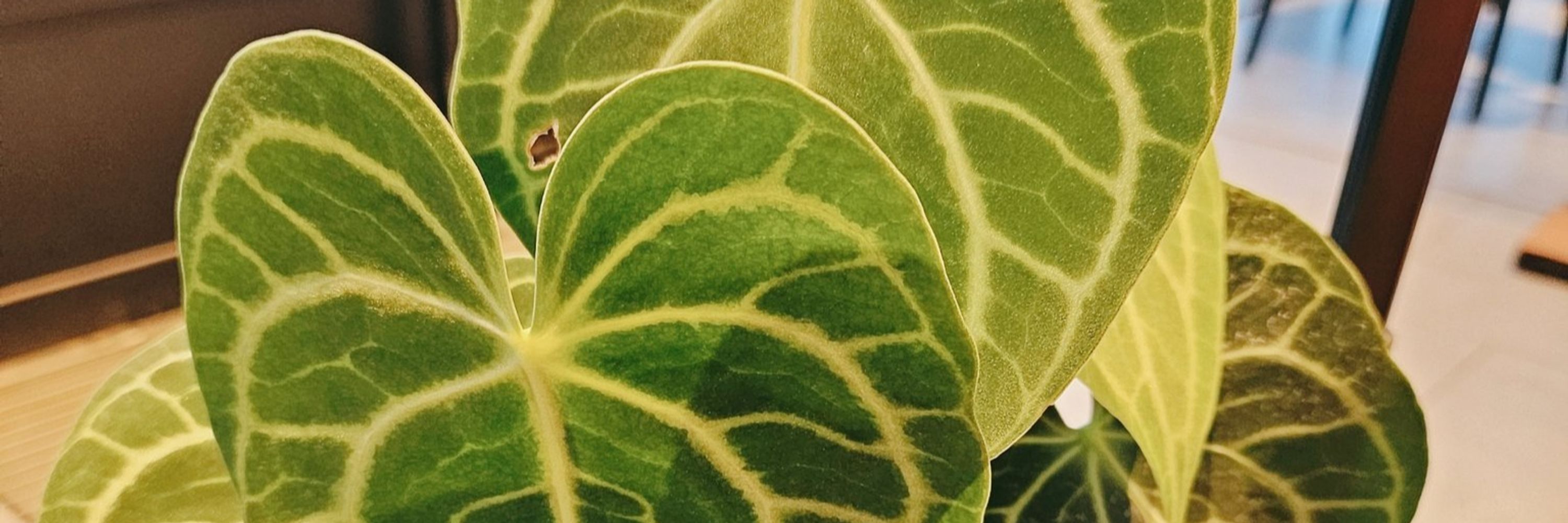 🌱매화공주