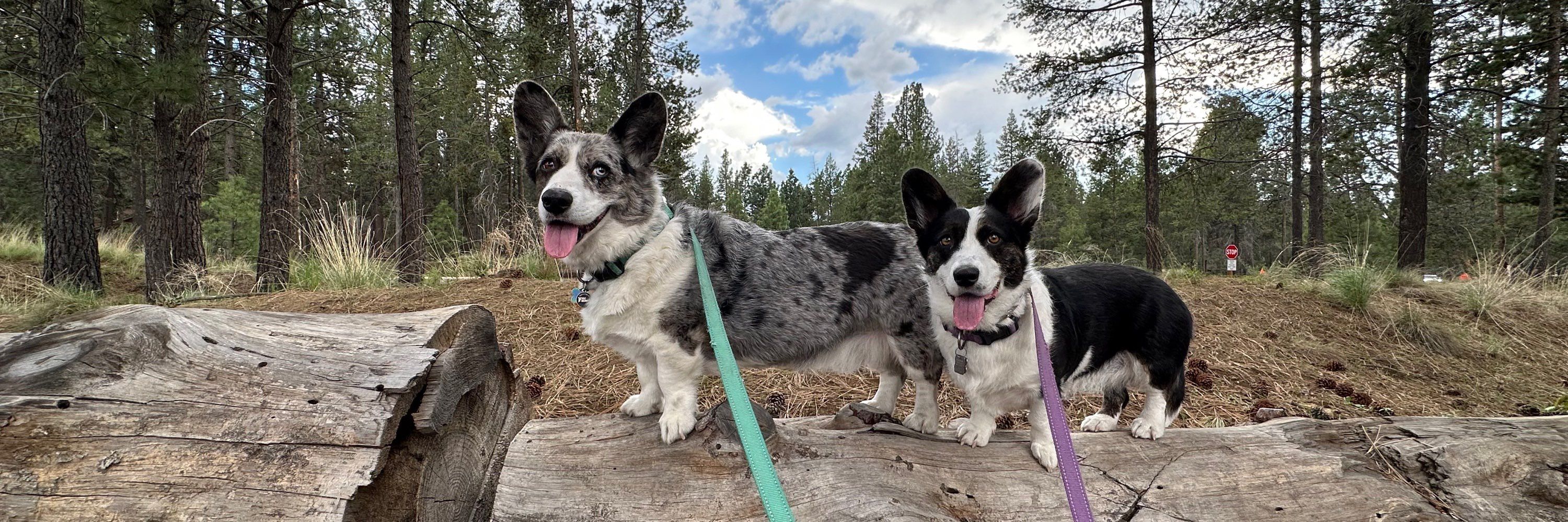 MotherofCorgs