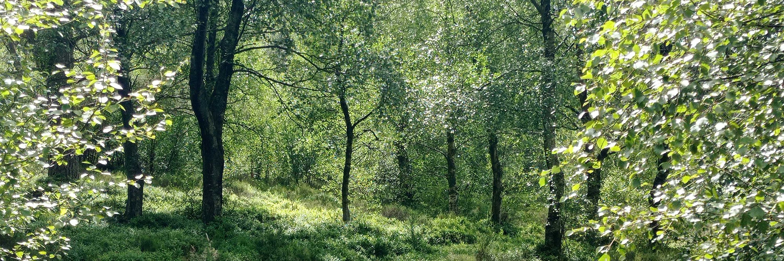 Small Woodland Owners' Group