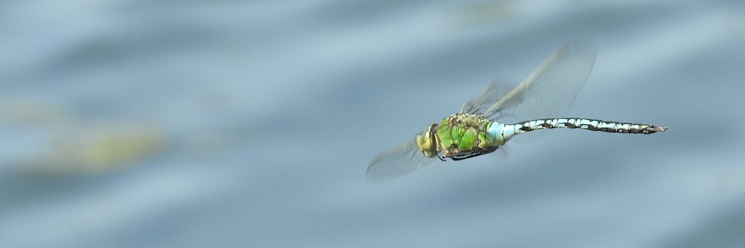 Allan @ talk: Wildlife