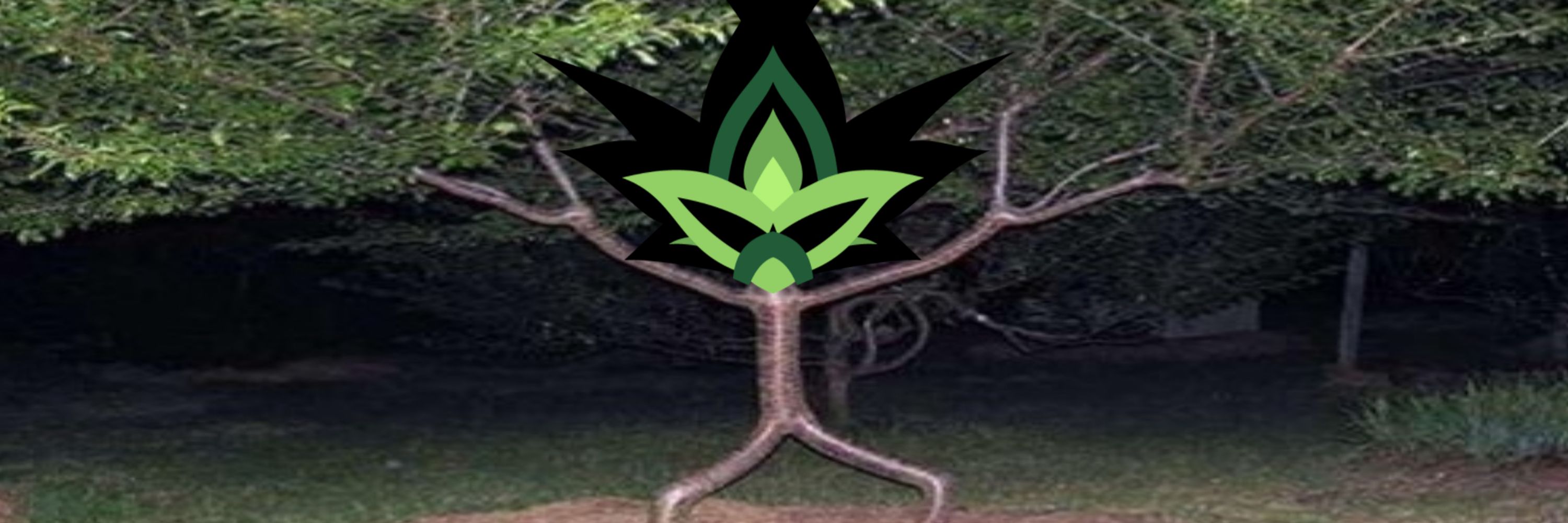 Axus